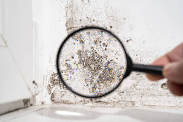 Best Commercial Mold Inspection  in Grafton, OH